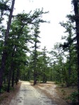 Mystère ovni dans les Pine Barrens Pinebarrens