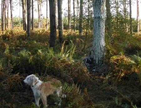 L’arbre de la forêt de Rendlesham, un mystère de plus… Scally2002