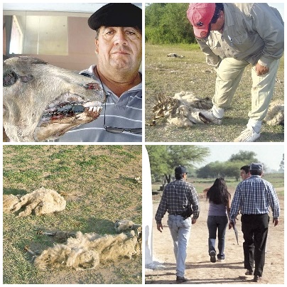 Argentine : de nouvelles mutilations de bétail à Santiago del Estero Argentina-mutes